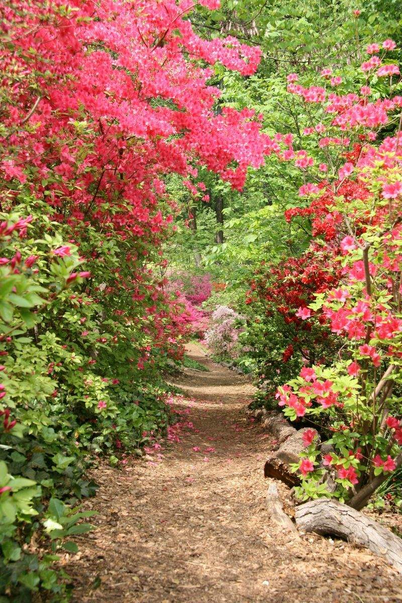 Maple Grove Garden Co.
