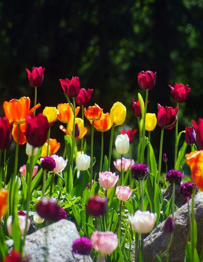 Maple Grove Garden Co. 9